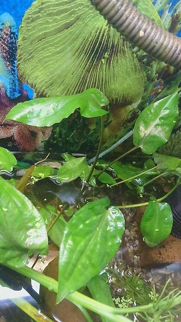 Tutuquşları: Yaponiclər cütü 50-60-70 azn
Bala verəndə var kəvən quşlarda — 19