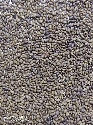 Люцерна: Продаю семена люцерны,семена клевера,высший сорт,гарантия — 12