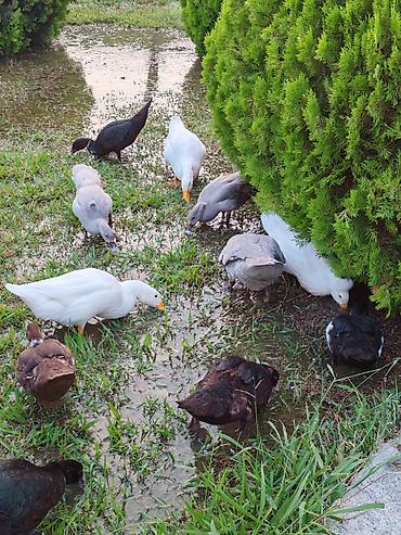 poni at satilir: Salam lavanda krasnadar zumrud ve pekin ordek ballari iclerinde — 4