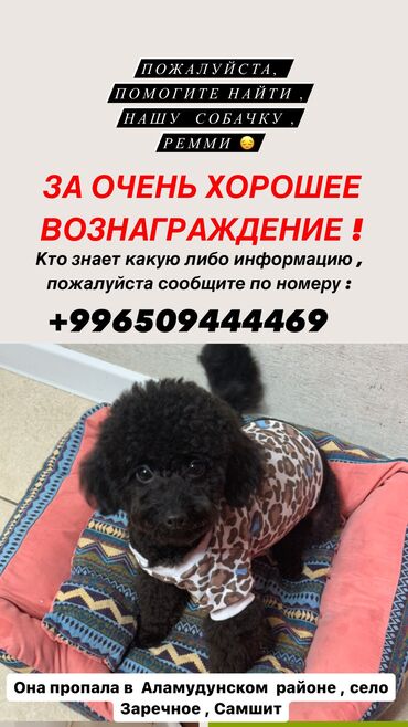 продажа собак в бишкеке: Пожалуйста помогите найти нашу девочку собачку Ремми🙏 ЗА ОЧЕНЬ
