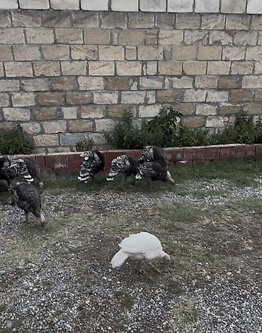 papuqay qus: Temizlenmis ve diri cekide 20 yanvara catdirma da var.Ümumi 11 — 2