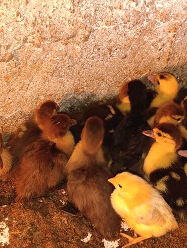 Ördəklər: Dişi, | Lal ördək, Damazlıq, Ünvandan götürmə, Ödənişli çatdırılma
