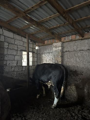 südlük inek satilir: Satılır: damazlıq və ətlik üçün erkək iribuynuzlu heyvanlar (öküzlər) — 2