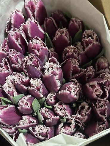 Букеты из живых цветов: Тюльпаны срезанные — оптом и в букетах - Ассортимент цветов: жёлтые at lalafo.kg — 5 Букеты из живых цветов: Тюльпаны срезанные — оптом и в букетах - Ассортимент цветов: жёлтые — 5