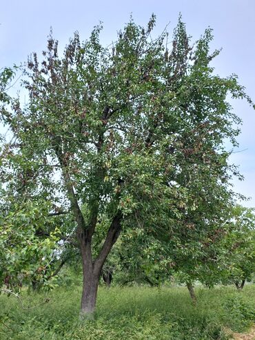 купить саженцы плодовых деревьев: Требуется обрезка сада 12 микрорайон АУЦА рядом 300 больших и 200