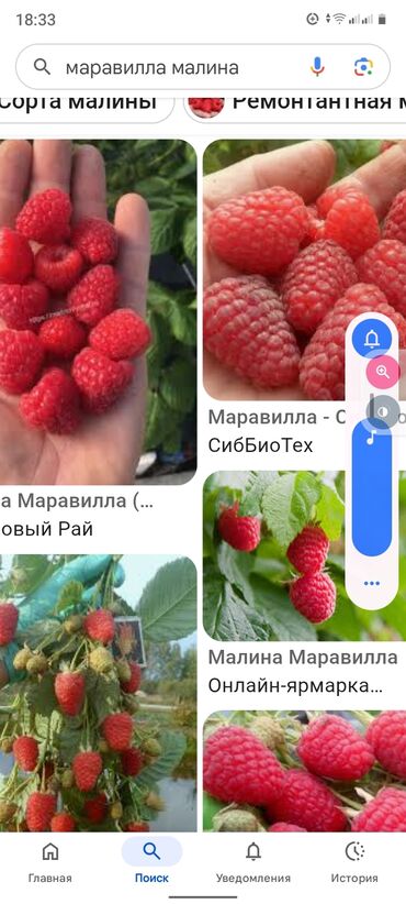 голубая ель саженцы: Көчөттөр : Малина, Өзү алып кетүү