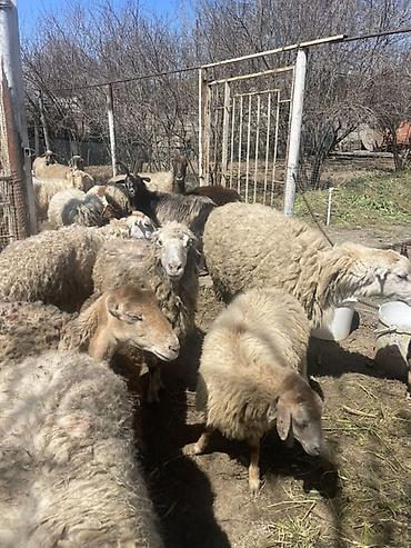 Qoyunlar, qoçlar: Qoyun və Keçi — təsərrüfat heyvanları - Növ: yerli qoyunlar və uzun — 11