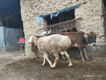 Другие животные: Кочкор сатылат 1 жаш 2 ай койго койулбаган