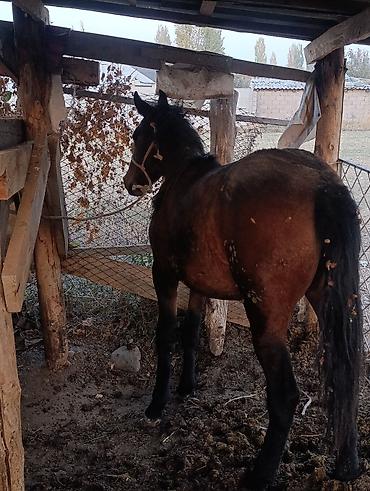 бука алабыз: Продаю | Кобыла (самка), Жеребенок | На забой, Для разведения — 3