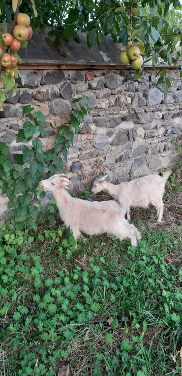 Keçi, çəpiş: Dişi, Zanen, il: 1, 40 kq, Ətlik, Damazlıq, Südlük, Ünvandan götürmə — 3