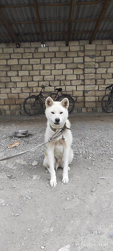 golden it cinsi: Akita-inu, 8 ay, Dişi — 3