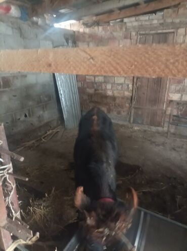 продажа щенков немецкой овчарки в бишкеке с документами: Сатам | Кунаажын | Алатоолук, Швиц | Көбөйтүү үчүн