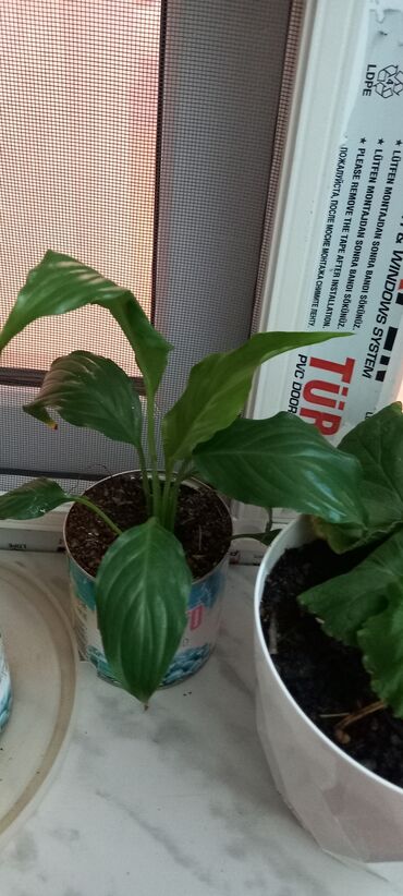 Otaq bitkiləri: 6-30 aznə kimi qiymətlər mövcuddur — 4