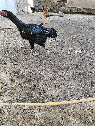 etlik cuceler: Heyvanlar merdekandadi. fikri ciddi olanlara etrafli melumat — 4