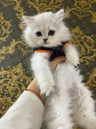 Pişiklər: 200 manatdan başdıyan qiymətlər 1000 manata kimi. Qiymət pişiyin — 14