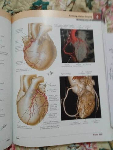 Медицина: «Атлас анатомии» Фрэнка Неттера вот уже более 25 лет является лучшим и at lalafo.kg — 13 Медицина: «Атлас анатомии» Фрэнка Неттера вот уже более 25 лет является лучшим и — 13