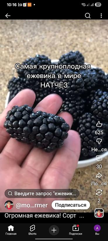 алма яблока: Ежевика — 1