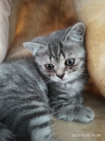 котята шотландская: Скотиш страйт. девочка 2 месяца. игривая ласковая, активная, приучена