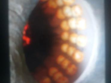 Повара: Универсальный повар тандыршык самсышнык с опытом работы установки — 3