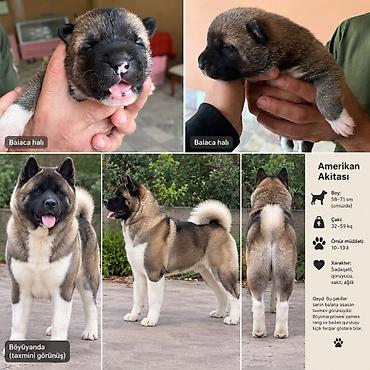 american akita: Akita Amerikan balaları boş boş nərahat etməyin — 5