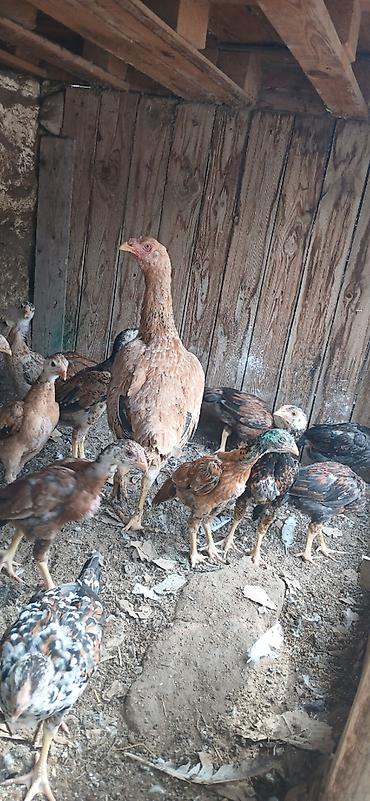 quş satışı: Heyrati6 ti cuce 1 ay yarimliqdi 1 Fere yeni analari 150 manata super — 1