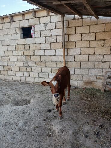 mayalı yumurta satışı: Dişi, il: 4, Damazlıq, Südlük, Ünvandan götürmə