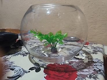 quppi baliqlari haqqinda: Şüşə akvarium qabı (balaca “fishbowl” tipli) - Material: şəffaf qalın — 2