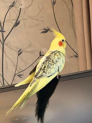 quslar type 1: Nymph paraket (Cockatiel) – sarı lutin-perl mutasiyası - Rəng: açıq — 2