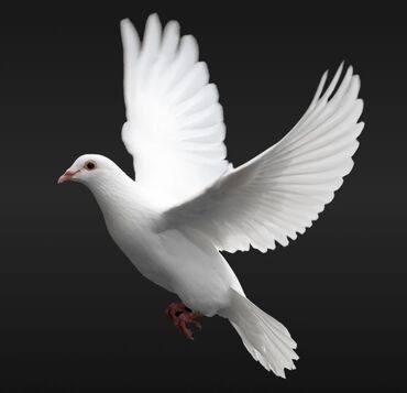 Птицы: Продаю белых голубей
торг уместен