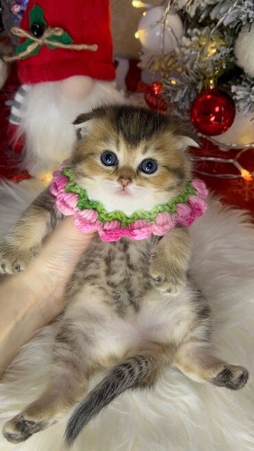 Xaltalar, qayışlar və tasmalar: Gold shinshilla skodish balalar — 2