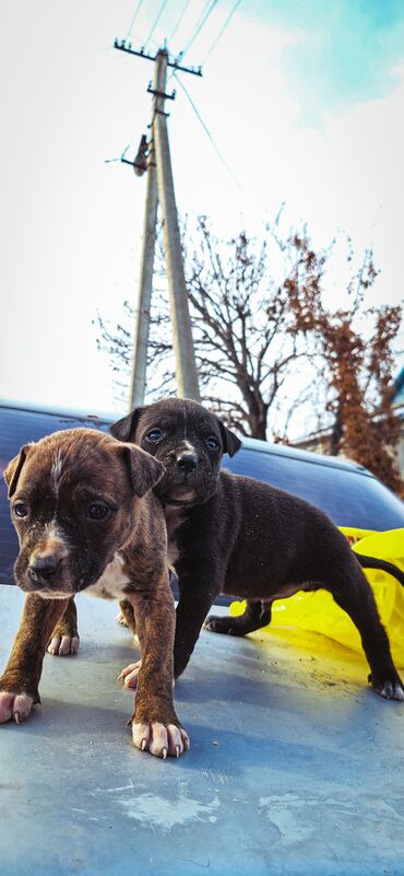 Продажа собак: Питбуль, 1 месяц, Самец — 4