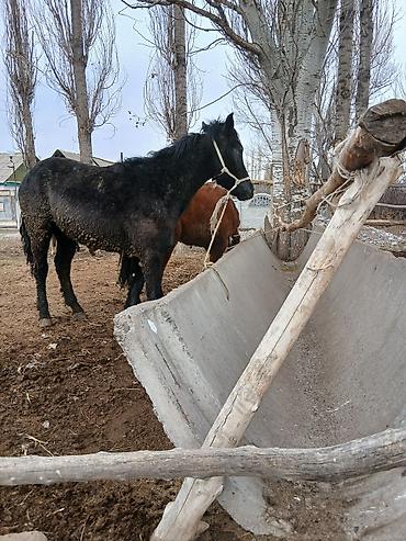 Лошади, кони: Продаю | Жеребенок | Полукровка | Рабочий — 6