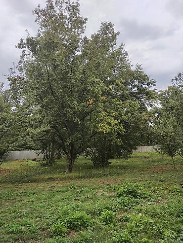 Torpaq sahələrinin satışı: 31 sot, Tikinti, Kupça (Çıxarış) — 11
