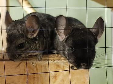 Шиншиллы: Шиншиллы домашнего разведения. 16 марта 2026 им исполняется 3 месяца — 4