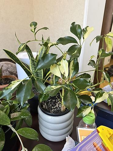 bitki: Variegatlı Schefflera (Umbrella Plant) – otaq bitkisi - Nadir — 1