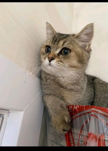 Pişiklər: Şotland yastı qulaq — 13