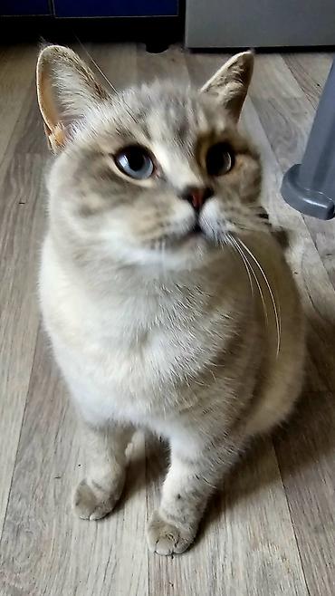 Pişiklər: Britan — 1