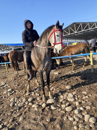 спортивный ээр: Продаю | Жеребец | Полукровка | Конный спорт | Осеменитель