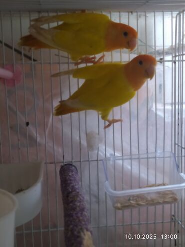 cins ineklerin satisi: Nerazlucniklər satılır. cütü 120 man, cavan quşlardır.yumurta qoymağa