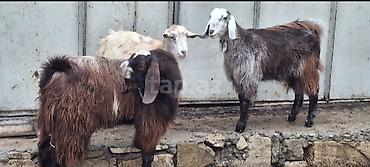 keci heyvan: Heleb cis kecler cut 1yaslari olmayib cox boykduler hevlar goz — 5