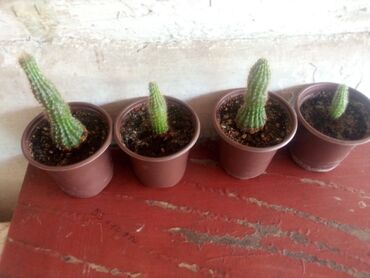 продаю комнатные растения: Продаю маленькие кактусы
цена 50 сом за горшок
находится в Лебединовке