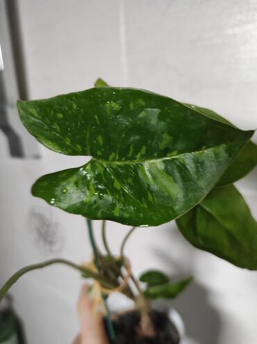 Отдам даром: Отдам за каждый срез растения 2 кг сахара — 2