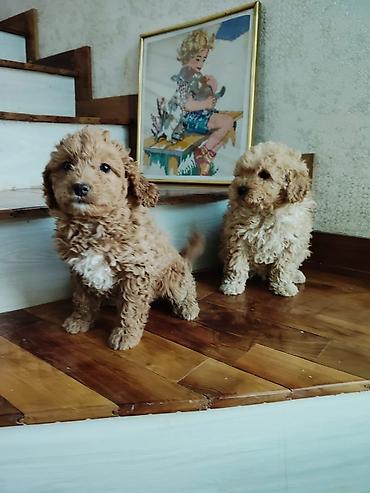 İtlər: Pudel — 9