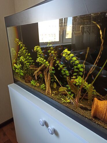 akvarium qiymətləri: Akvarium altliĝi ile birlikde(.eni 25.hündürlüyü 50.uzunluĝu 1 m) iki