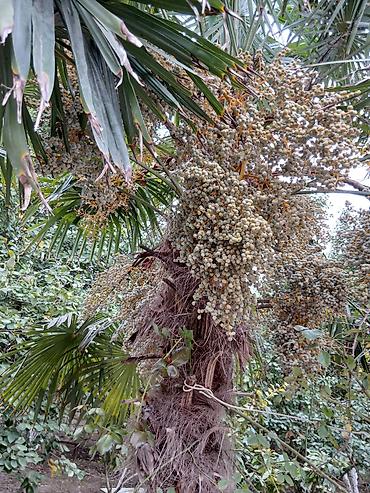 Деревья: Trachycarpus fortunei (Yapon xurması, küləyə davamlı palma) – — 1
