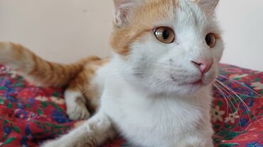 Отдам даром кошку: Кошка даром: Беспородная, 10 месяцев, Мальчик, Приучена к лотку, Проглистована, С прививками