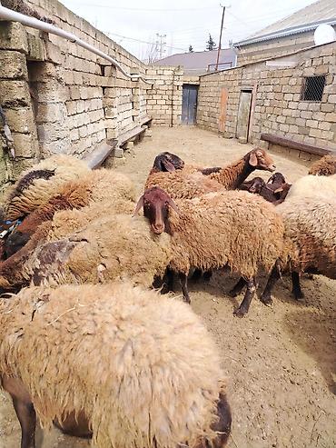 Qoyunlar, qoçlar: Satılır: Qoyun sürüsü - Növ: yerli xalı/xar (uzunquyruq, yağlı — 24