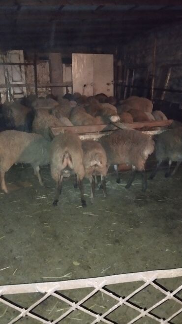 купить клетки для попугаев: Самец, лет: 1, Для мяса, Самовывоз