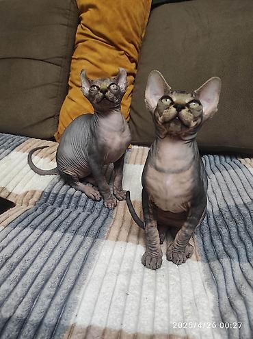 Pişiklər: Sfinks, Erkək, Dişi — 3