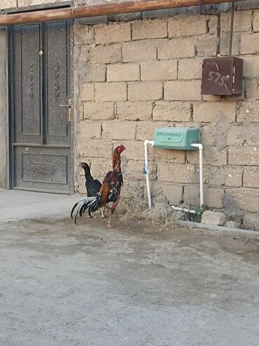 Inəklər, öküzlər: Xoruz, Heyratı, il: 1, Ünvandan götürmə
